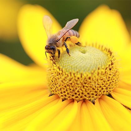 close up of a bee perched in the center of a yellow flower